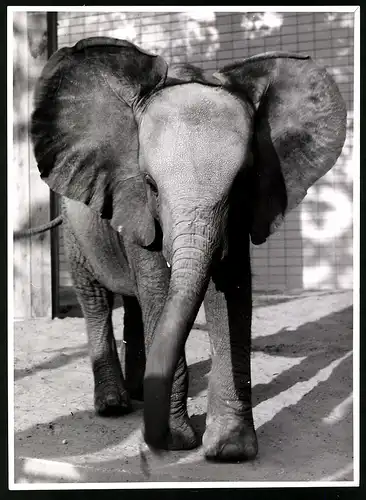 Fotografie Röhnert, Berlin, junger afrikanischer Elefant mit aufgestellten Ohren