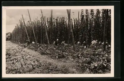 AK Roudnice, Cesani chmele, Landwirtschaft