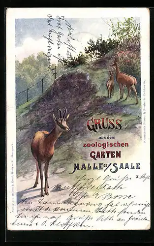 Künstler-AK Halle a. Saale, Zoologischer Garten, Gämse auf einem Hügel