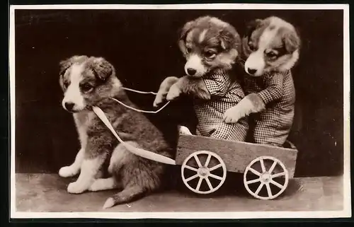 Fotografie Fotomontage, Hundewelpen-Gespann