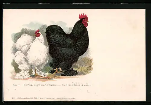 AK Cochin, weiss u. schwarz, Huhn