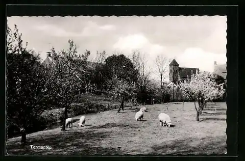 AK Termunten, Schapen, Kerk