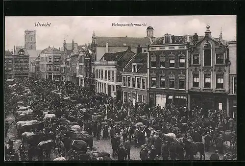 AK Utrecht, Palmpaardenmarkt