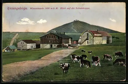 AK Wiesenbaude mit Schneekoppe und Kühen