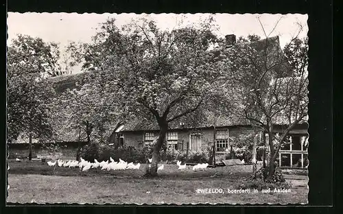 AK Zweeloo, boerderij in oud Aalden