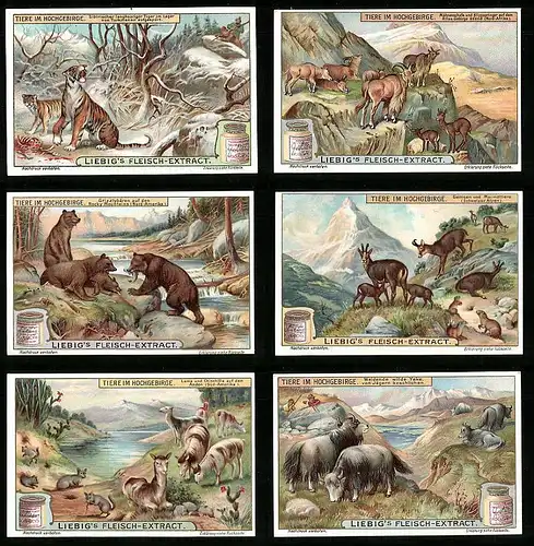 6 Sammelbilder Liebig, Serie Nr. 958: Tiere im Hochgebirge, Yak, Tiger, Lama, Murmeltier