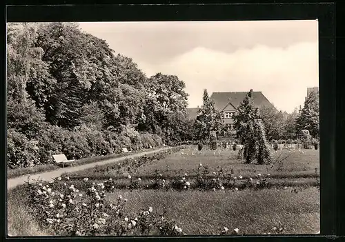 AK Aschersleben, Rosarium im Frühsommer