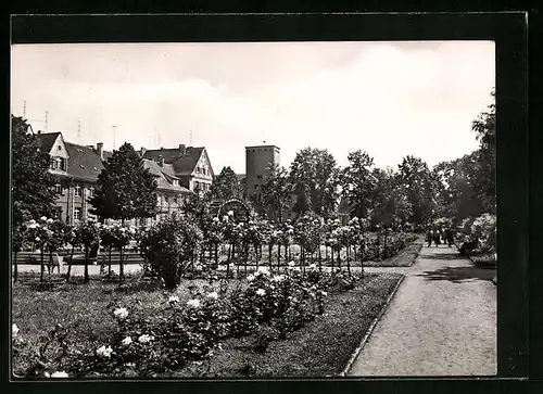 AK Aschersleben, Rosarium mit Stadtbad