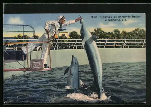 AK Feeding Time at Marine Studios Marineland, Fla. - Delphine