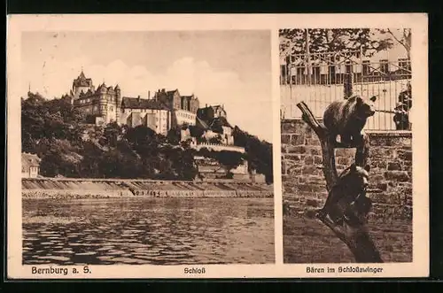 AK Bernburg a. S., Schloss, Bären im Schlosszwinger