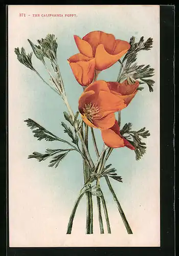 Künstler-AK The California Poppy