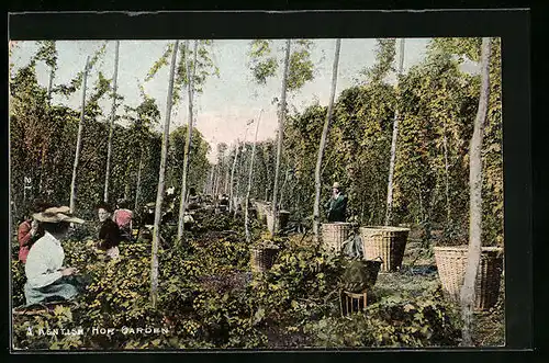 AK Hop-Garden, Arbeiter bei der Hopfenernte