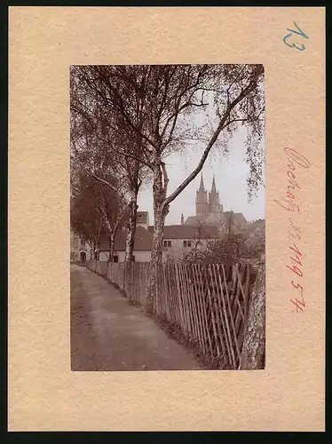 Fotografie Brück & Sohn Meissen, Ansicht Oschatz, Partie mit Birken und Blick auf die Stadtkirche