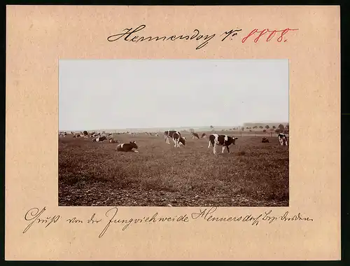 Fotografie Brück & Sohn Meissen, Ansicht Hennersdorf Bez. Dresden, weidende Kühe auf der Jungviehweide am Ort