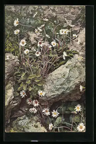 Künstler-AK Photochromie Nr. 513: Bellidiastrum Michelii