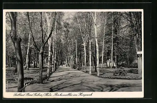 AK Bad Sulza i. Thür., Birkenallee im Kurpark