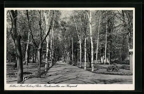 AK Bad Sulza /Th., Birkenallee im Kurpark