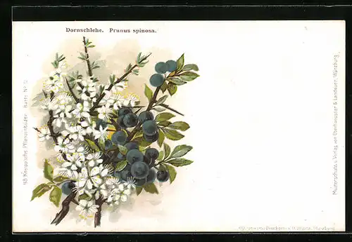 AK Dornschlehe (Prunus spinosa)