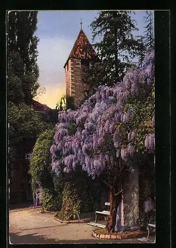 AK Meran, Kirche mit Blauregen