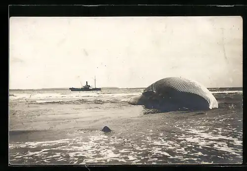 Foto-AK Am Strand angespülter Walkadaver