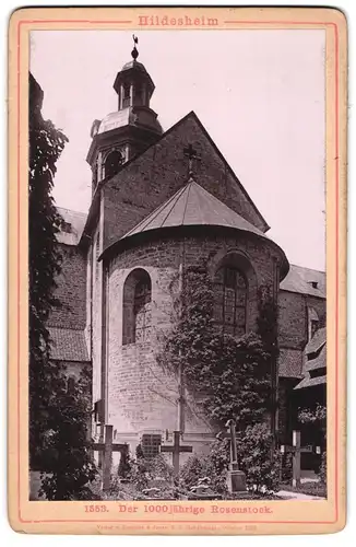 Fotografie Römmler & Jonas, Dresden, Ansicht Hildesheim, der 1000 jährige Rosenstock am Mariendom