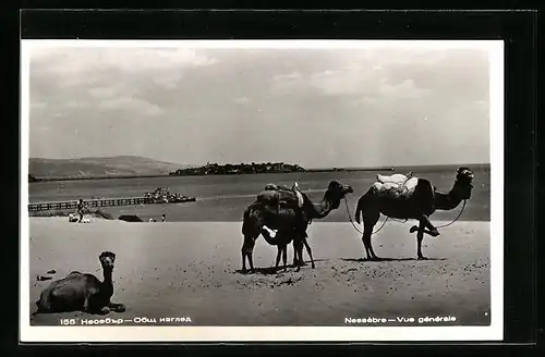 AK Nessebar, Blick auf den Ort vom Strand mit Kamelen aus