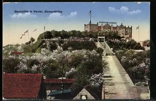 AK Werder, Baumblüte auf der Bismarckhöhe