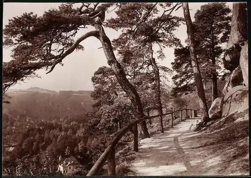 Fotografie Brück & Sohn Meissen, Ansicht Oybin, Partie am Bergringweg mit Blick ins Tal