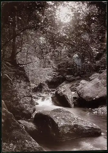 Fotografie Brück & Sohn Meissen, Ansicht Bad Berggiesshübel, Waldpartie bei Zwiesel