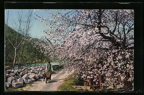 AK Bozen, Frühlingsbild vom Boznerboden