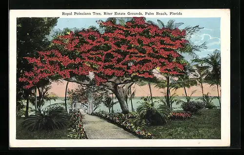 AK Palm Beach, Florida, Royal Poinciana Tree, Riter Estate Grounds