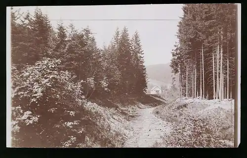 Fotografie Brück & Sohn Meissen, Ansicht Kipsdorf, Partie am Waldweg mit Blick nach dem Ort