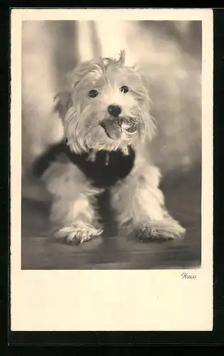 AK Weisser Yorkshire Terrier Haco