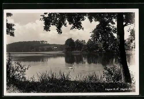 AK Lagow N.-M., Lagow-See mit einem Schwan