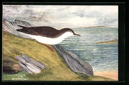 AK Audubon`s Little Shearwater