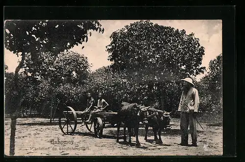 AK Dahomey, Plantation de caoutchouctiers