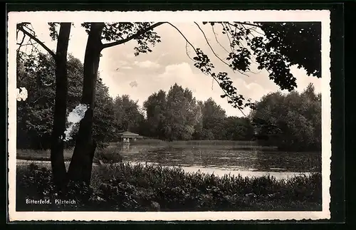 AK Bitterfeld, Blick auf den Pilzteich