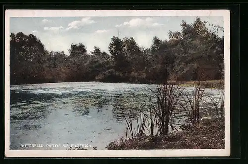 AK Bitterfeld, Partie am Pilzteich