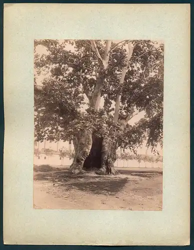 Fotografie Abdullah Frères, Konstantinopel, Ansicht Konstantinopel / Istanbul, Le grand Platane des Janissarres