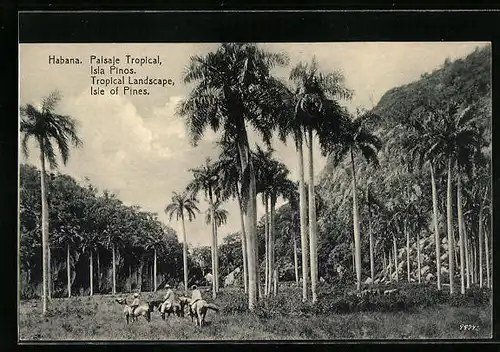 AK Habana, Paisaje Tropical, Isla Pinos