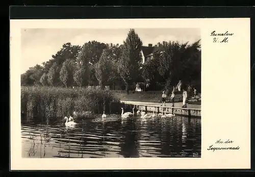 AK Prenzlau /U.-M., An der Seepromenade