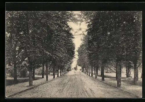 AK Bad Segeberg, Auffahrt zum Kurhaus, Allee