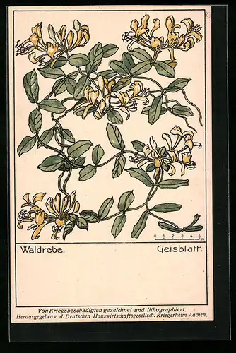 AK Wildgemüse, Waldwinde, deutsches Geisblatt