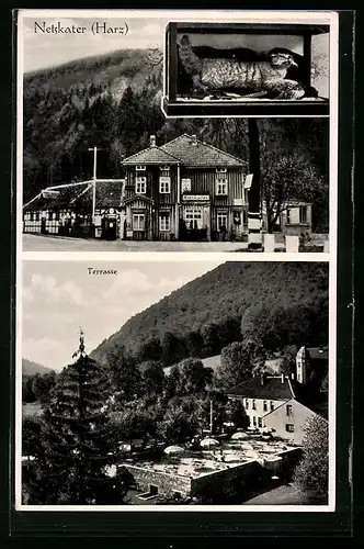 AK Ilfeld /Harz, Gasthaus Netzkater, Terrasse