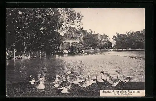 AK Buenos-Arires, Jardin Zoologico, Enten