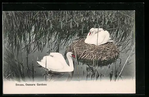 AK Neuseeland, Swans, Oamaru Gardens