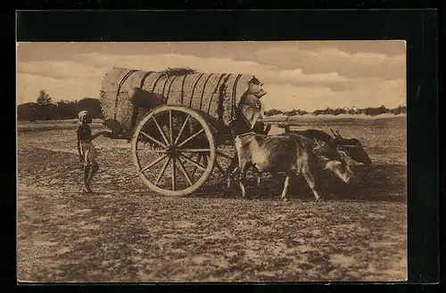 AK Wasserbüffel-Gespann auf einem Feld