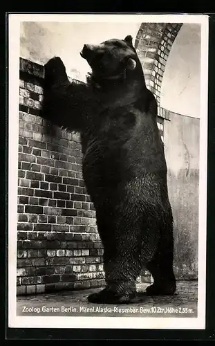 AK Alaska-Riesenbär im Berliner Zoo