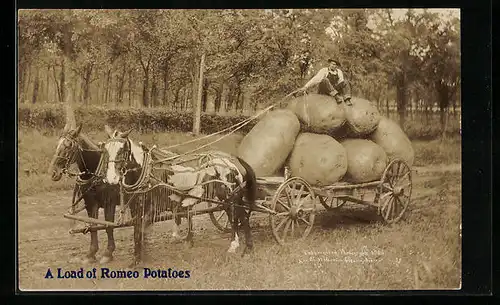 AK A Load of Romeo Potatoes, optische Täuschung, Riesige Kartoffeln