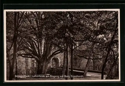 AK Belzig / Mark, Lutherlinde am Eingang zur Burg Eisenhardt